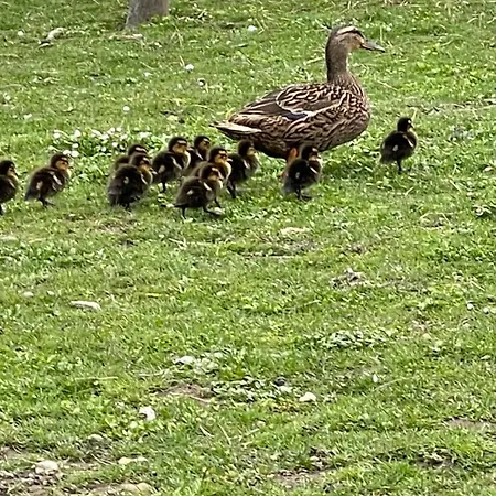 Nuit Insolite En Tonneau Nature Et Animaux Petit Dejeuner Inclus